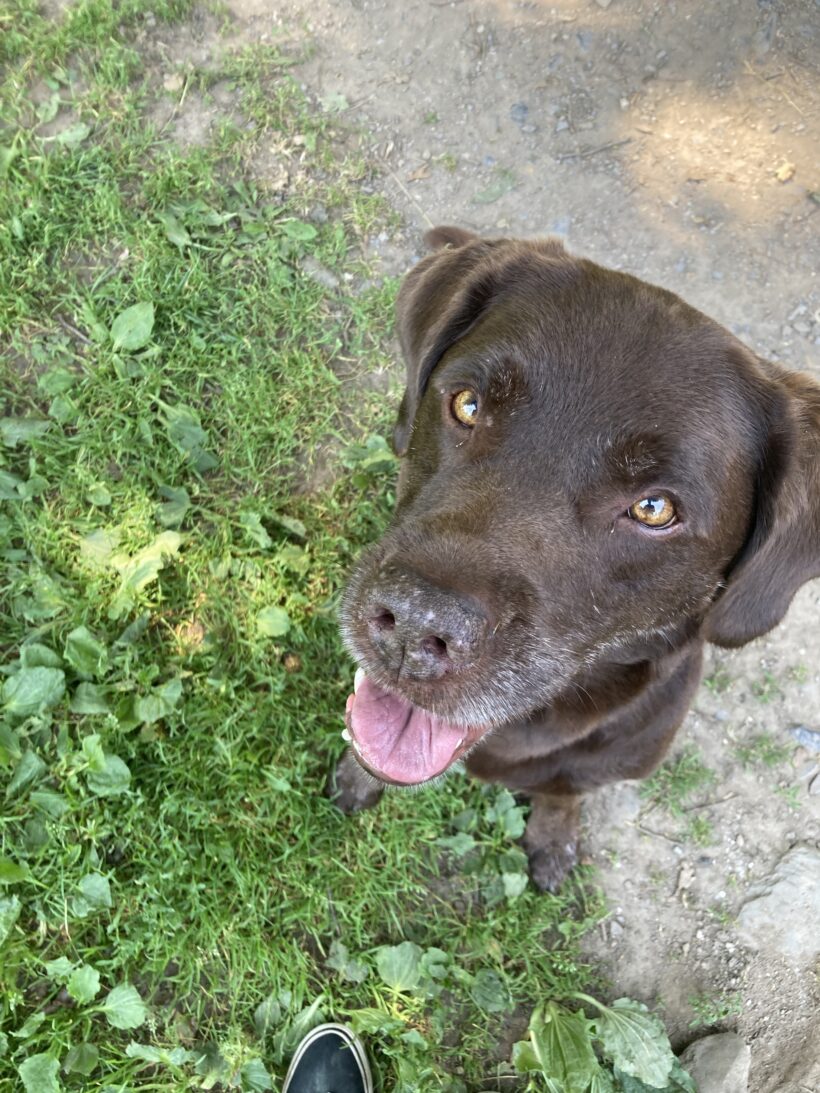 Benji