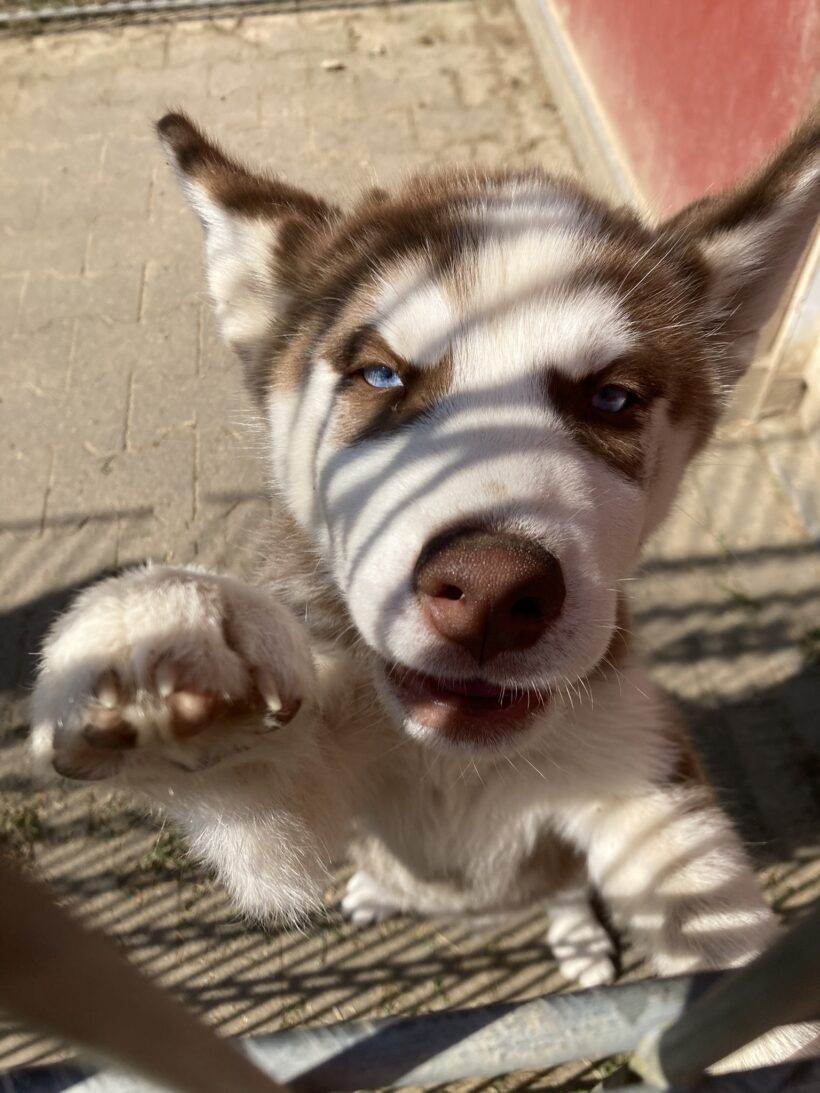Lulu
