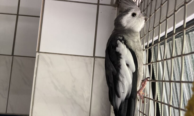 FUND: Nymphensittich, grau/ weiß , keinen Ring