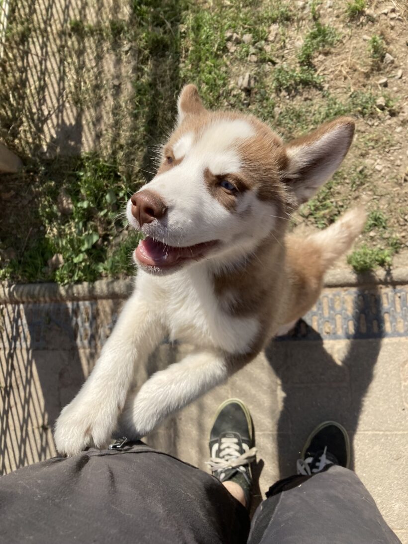 Lulu