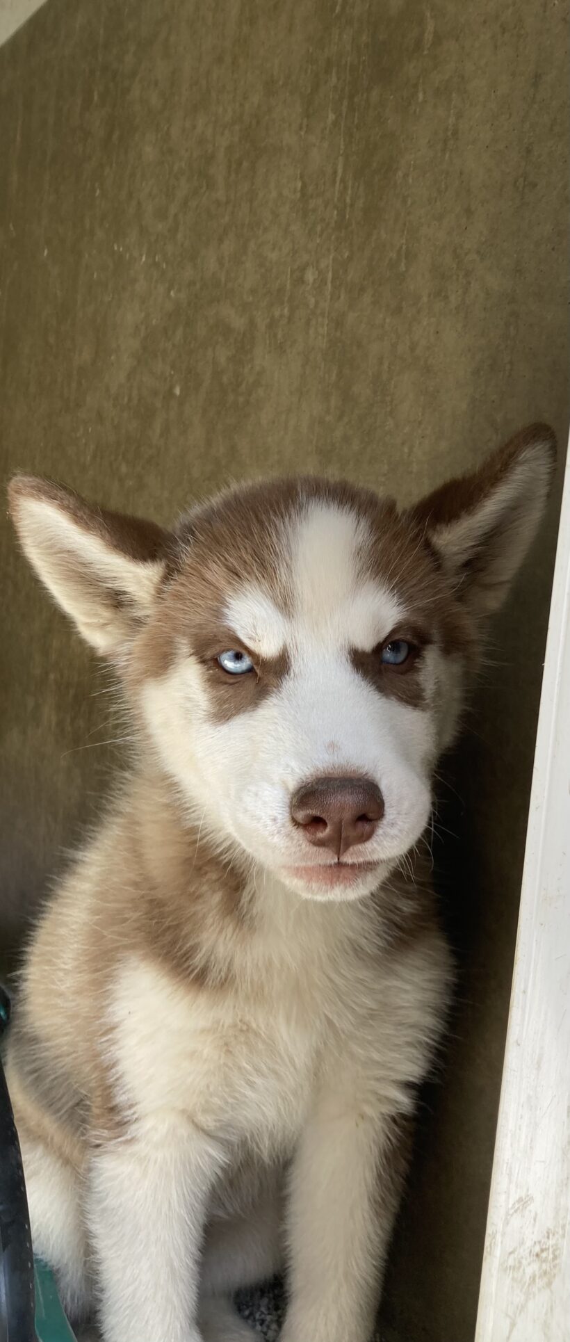 Lulu