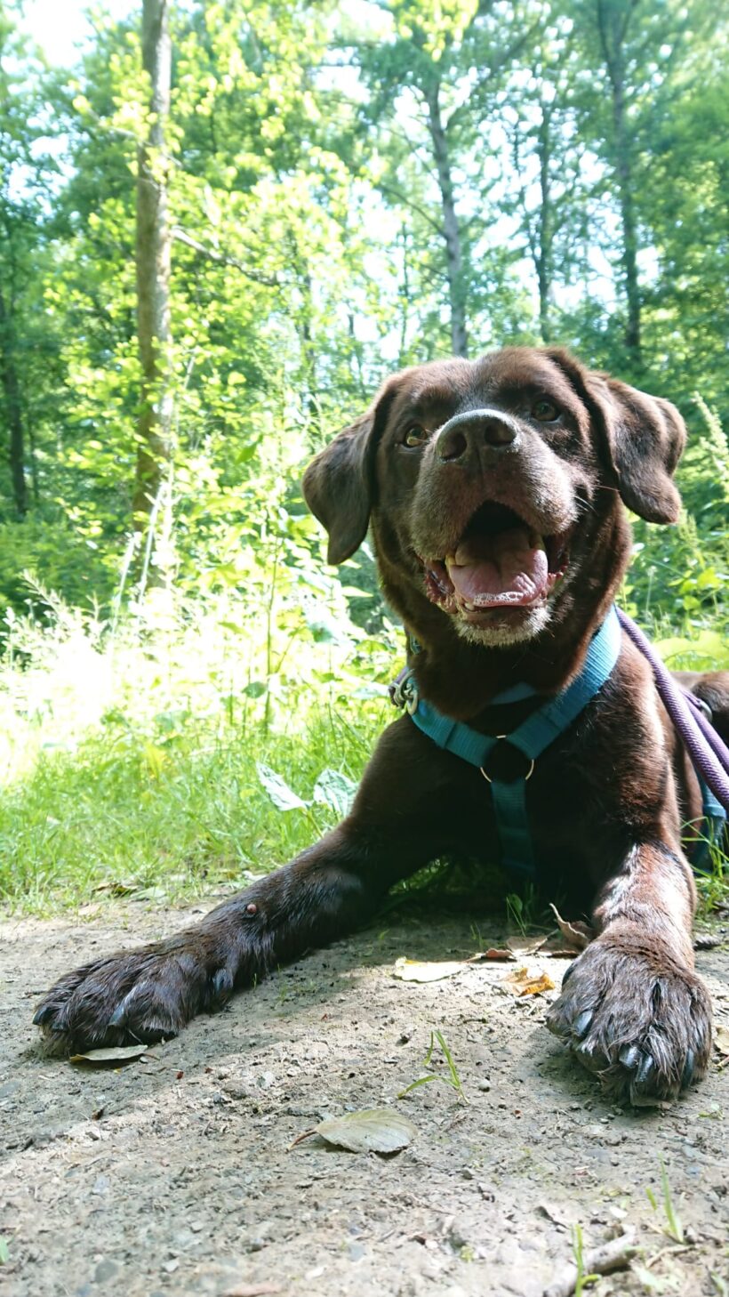 Benji