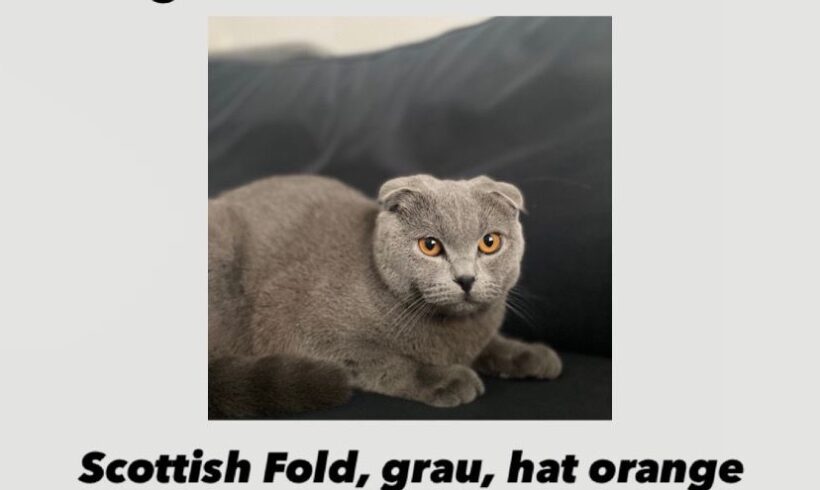 VERMISST: Katze Scottish Fold „Yumak“