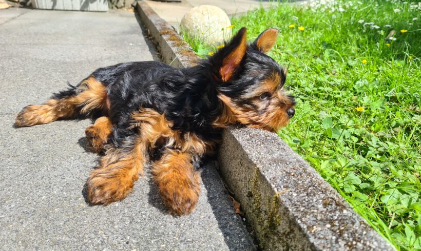 VERMISST: Yorkshire Terrier Welpe, Rüde