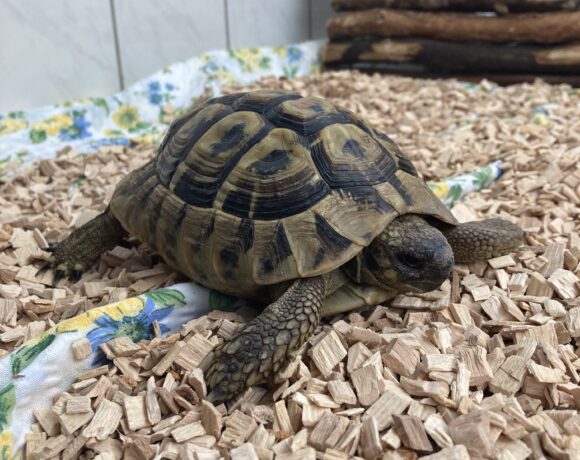 FUND: gr. Landschildkröte, Männchen
