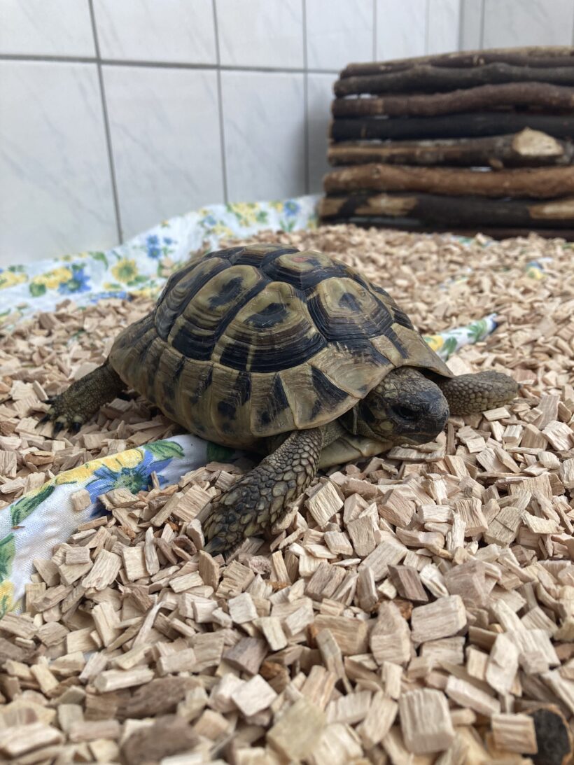FUND: gr. Landschildkröte, Männchen