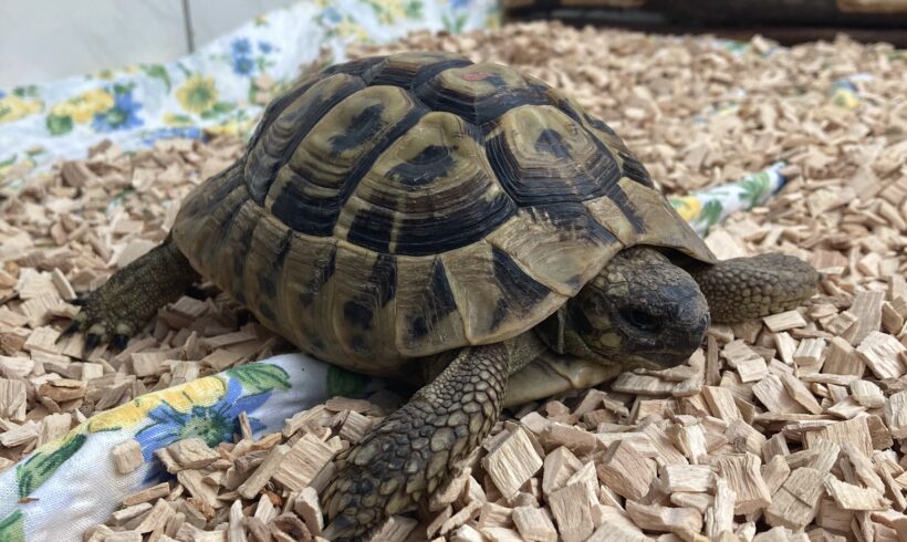 FUND: gr. Landschildkröte, Männchen