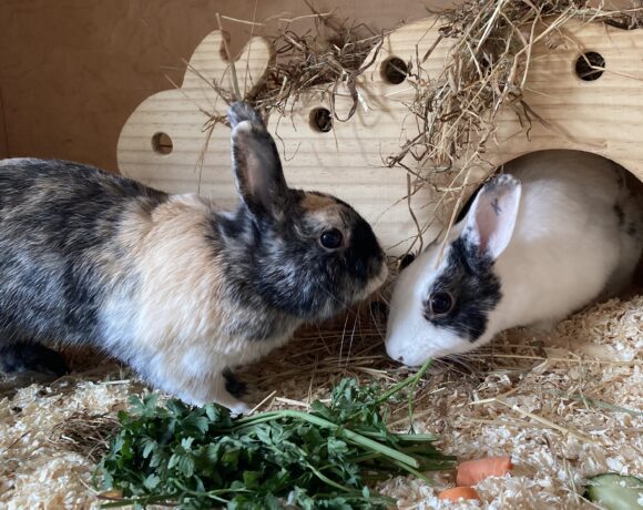 Isis & Horus Isis & Horus