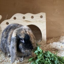 Blümchen