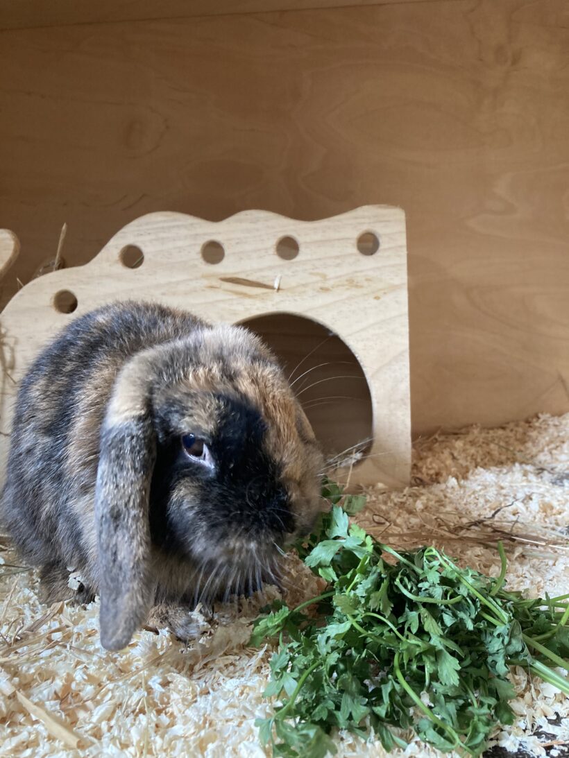 Blümchen