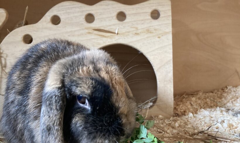 Blümchen (hat Interessenten)