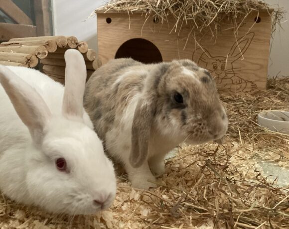 Lotta & Cookie