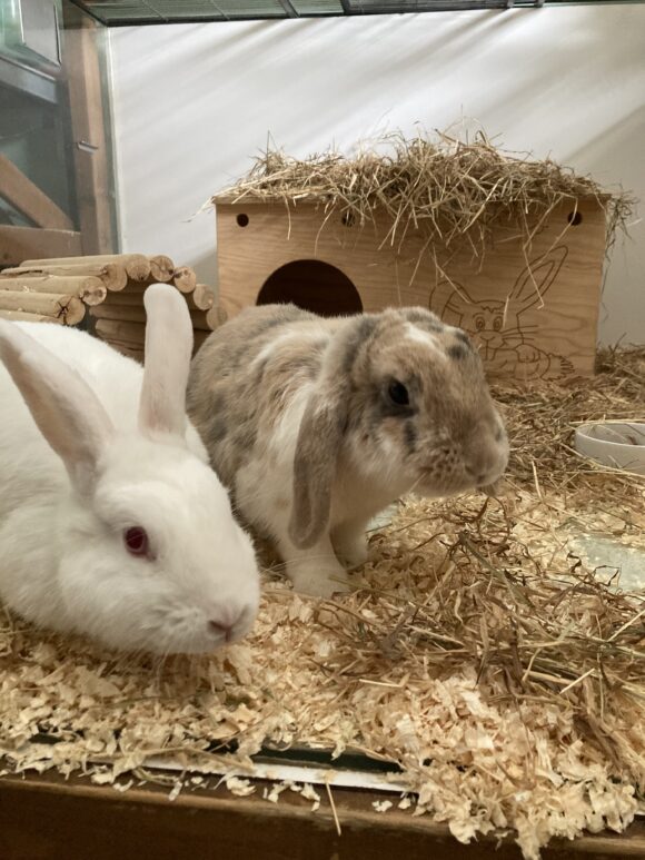 Lotta & Cookie