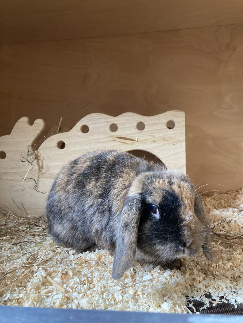 Blümchen