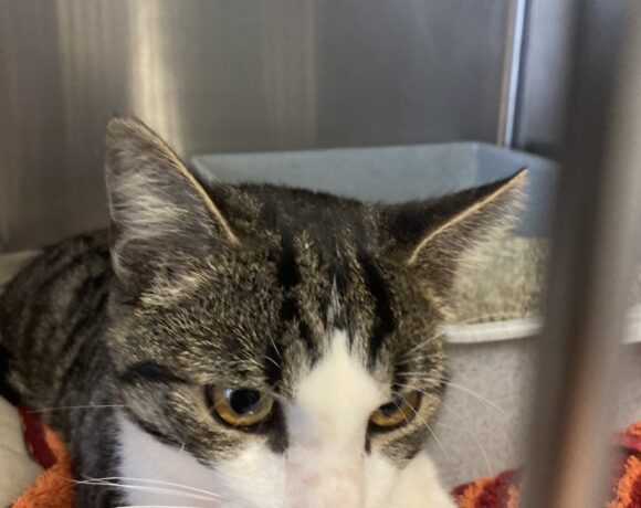 FUND: Kater, unkastriert , nicht gechipt , getigert mit weiß