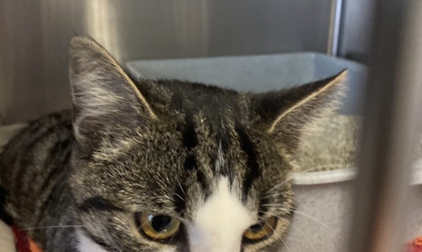 FUND: Kater, unkastriert , nicht gechipt , getigert mit weiß