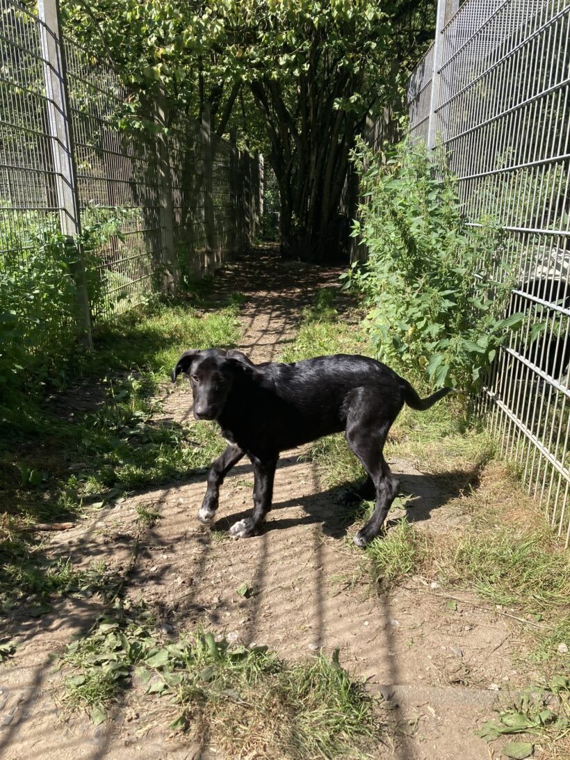 Fiete (hat Interessenten)