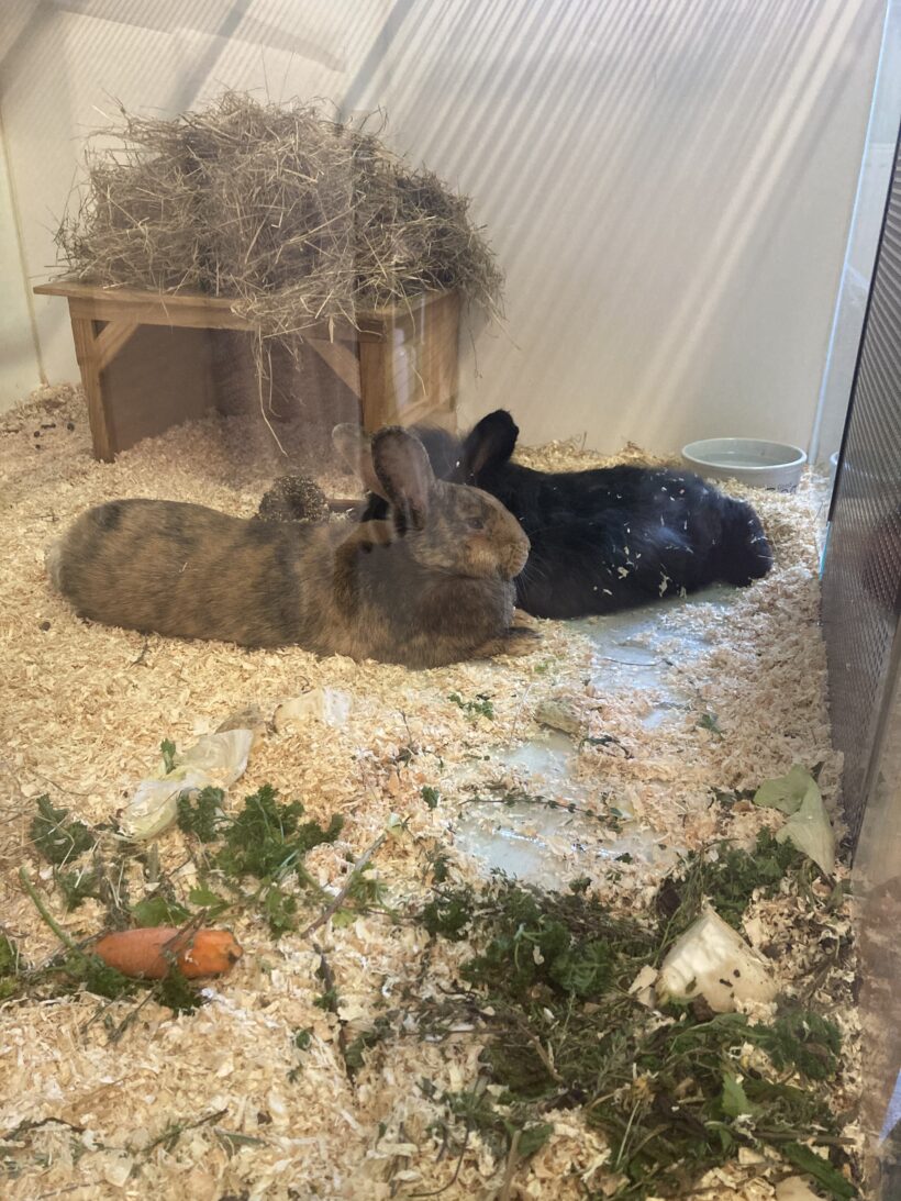 Mümmel & Nutella Mümmel & Nutella