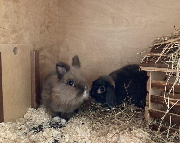 Gustav & Diddy