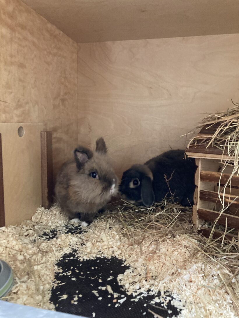 Gustav & Diddy