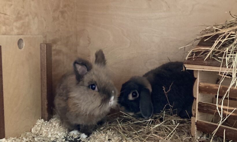 Gustav & Diddy