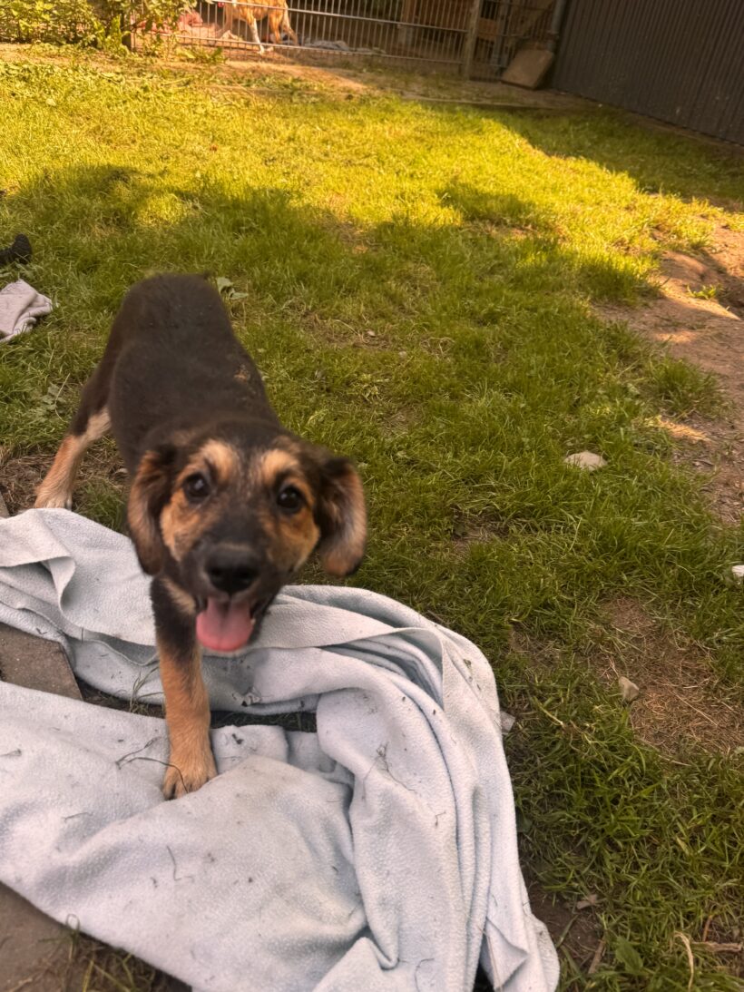 Tinka