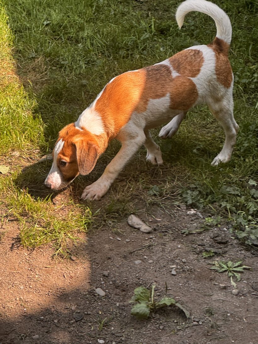 Berta