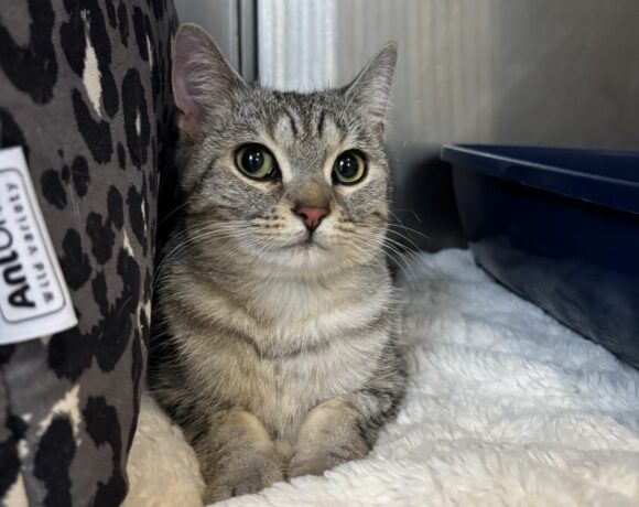 FUND: Unkastrierter Kater, grau- weiß , nicht gechipt