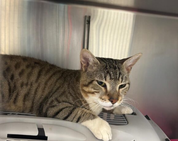 Gefunden: Kater, getigert mit weiß, unkastriert