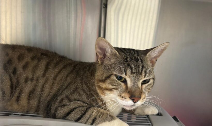 Gefunden: Kater, getigert mit weiß, unkastriert