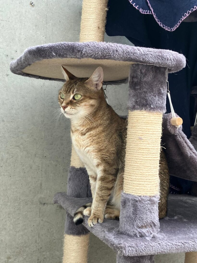 Mirabella