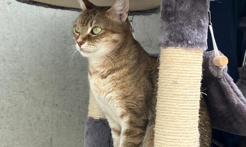 Mirabella