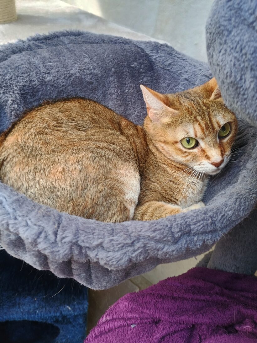 Mirabella