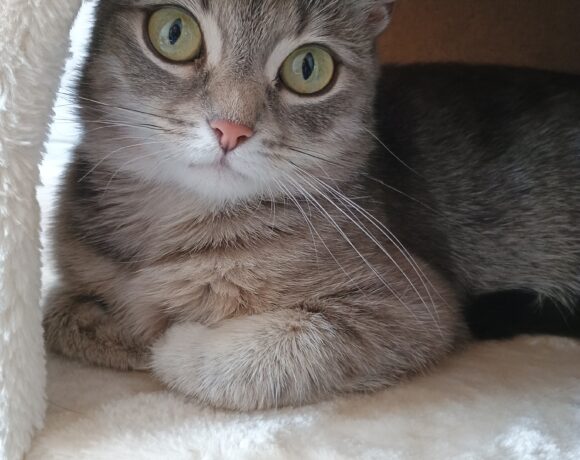 Kira