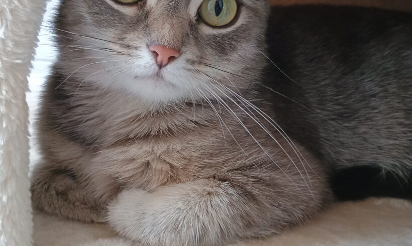 Kira