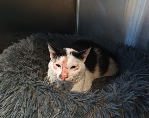 Gefunden: Kater, schwarz-weiß, unkastriert