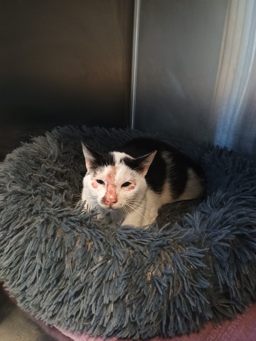 Gefunden: Kater, schwarz-weiß, unkastriert