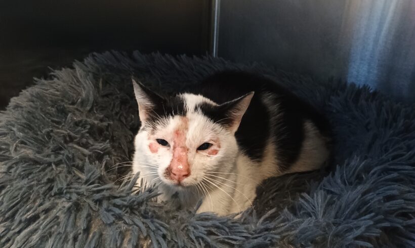 Gefunden: Kater, schwarz-weiß, unkastriert