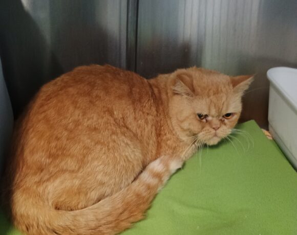 Gefunden: Kater, unkastriert, 42719 Solingen