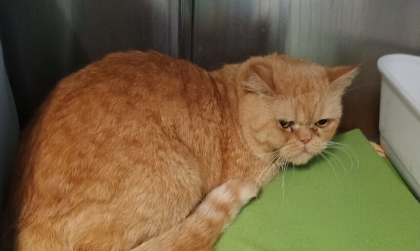 Gefunden: Kater, unkastriert, 42719 Solingen