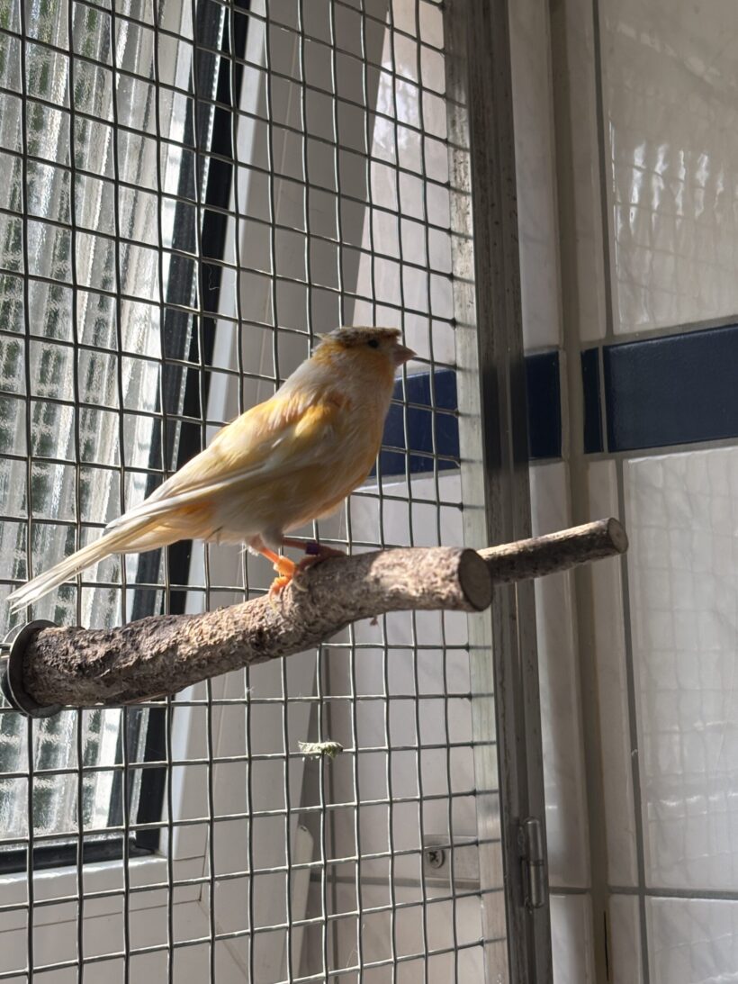 Kanarienvögel Kanarienvögel