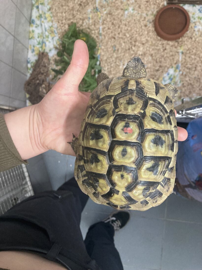 FUND: gr. Landschildkröte, Männchen