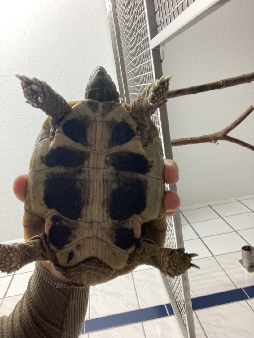 FUND: gr. Landschildkröte, Männchen