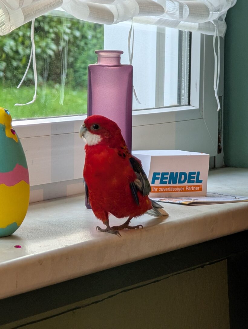 Prachtrosella Pärchen Luca (Weibchen) & Rico (männchen) Prachtrosella Pärchen Luca (Weibchen) & Rico (männchen)