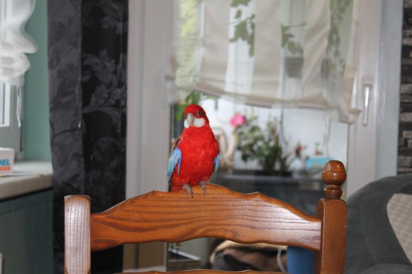 Prachtrosella Pärchen Luca (Weibchen) & Rico (männchen) Prachtrosella Pärchen Luca (Weibchen) & Rico (männchen)