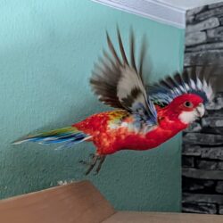 Prachtrosella Pärchen  Luca (Weibchen) & Rico (männchen)