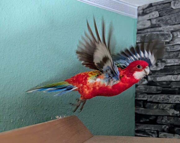 Prachtrosella Pärchen  Luca (Weibchen) & Rico (männchen)