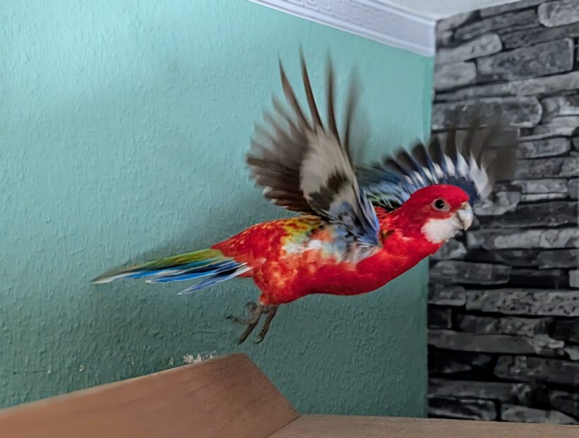 Prachtrosella Pärchen Luca (Weibchen) & Rico (männchen) Prachtrosella Pärchen Luca (Weibchen) & Rico (männchen)