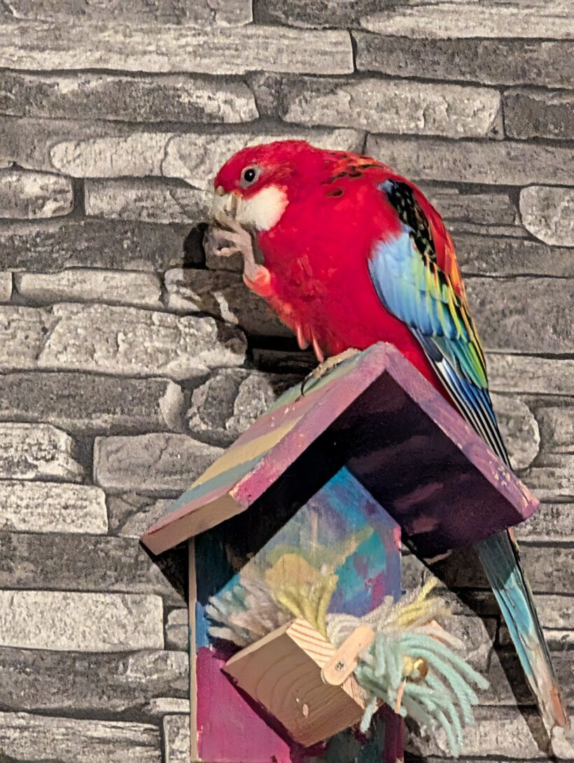 Prachtrosella Pärchen Luca (Weibchen) & Rico (männchen) Prachtrosella Pärchen Luca (Weibchen) & Rico (männchen)