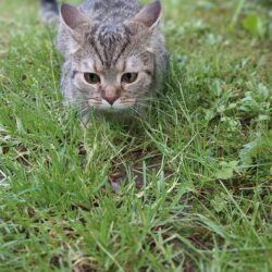 Vermisst: Katze, weiblich, grau getigert, gechipt